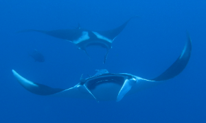 An image of the species Mobula Rafinesque